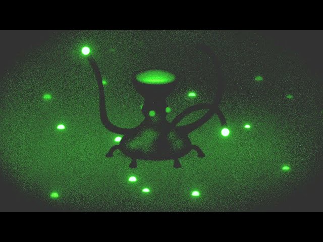 Image for Nocturnal Friends- Adult Swim